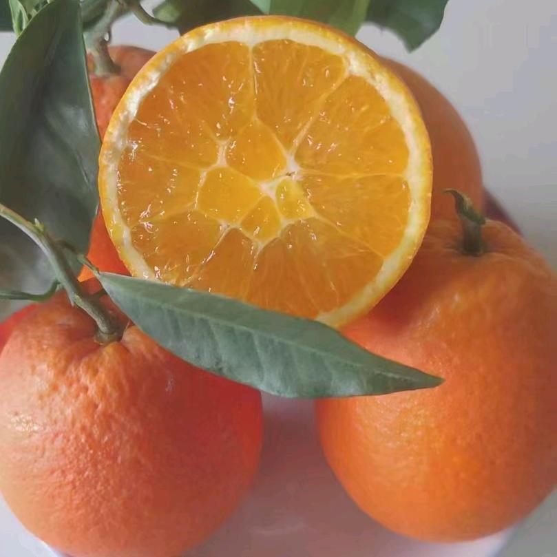 奉节脐橙🍊