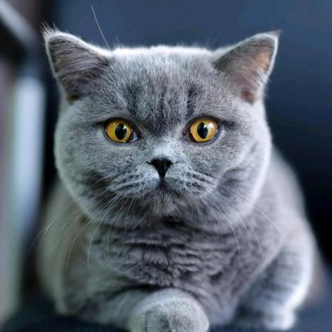 猫模特🐱🐱🐱可乐