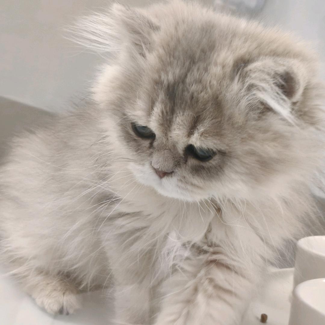 黑煤球