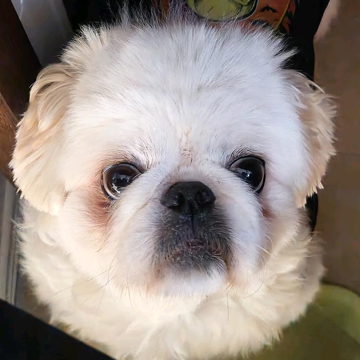 猪包爱吃灌汤包