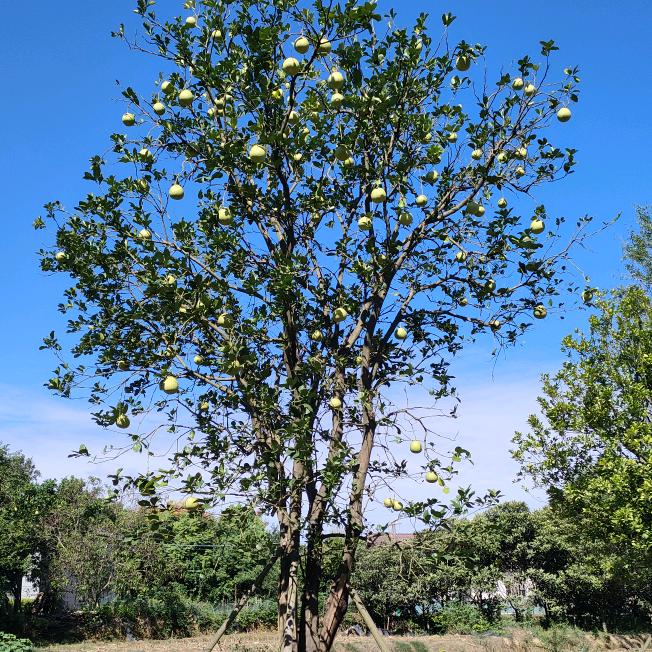 军哥苗木种植合作社