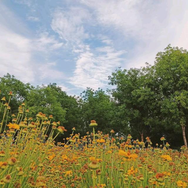 河南一姐（下午6点）