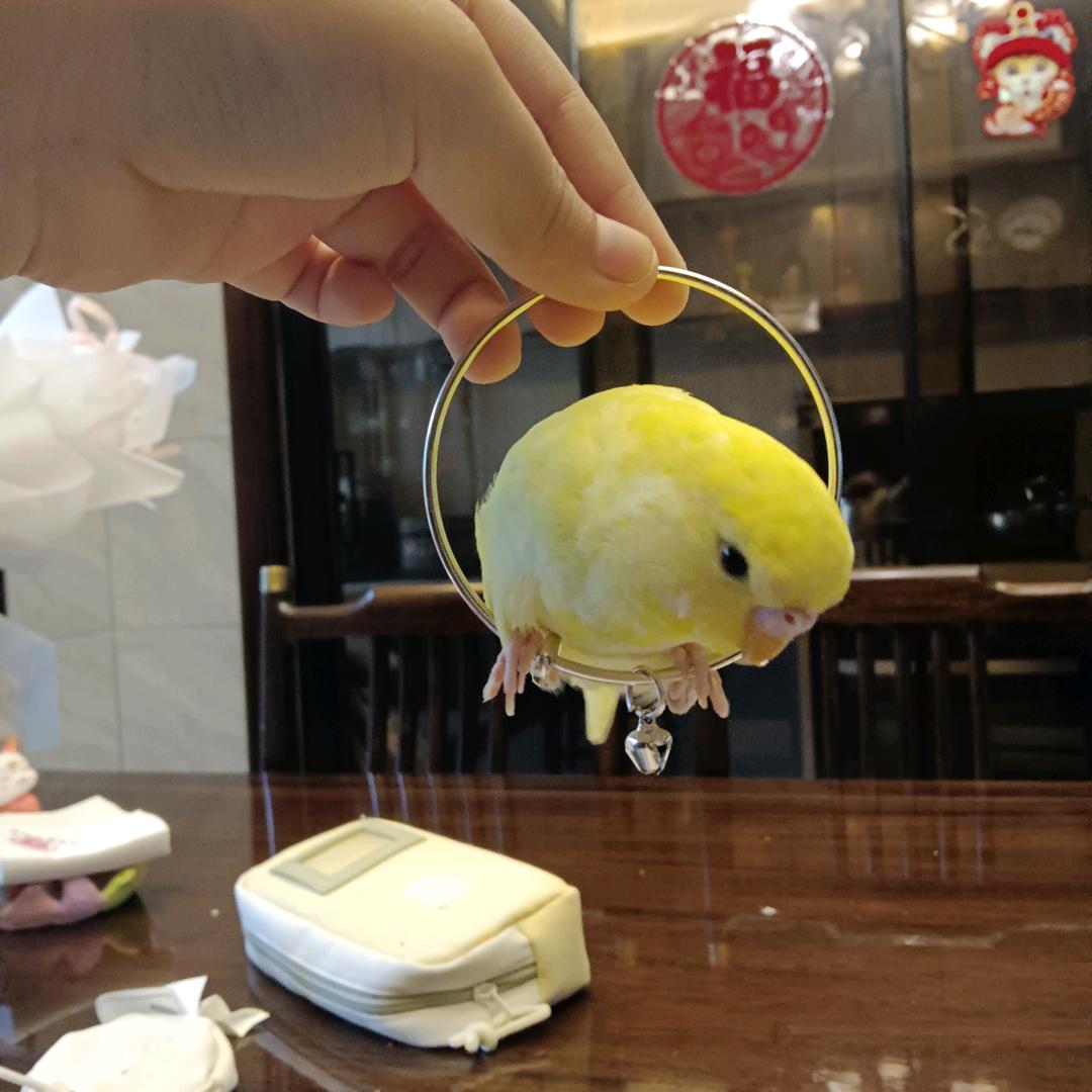 雪梨（坏鸡版）˃ʍ˂