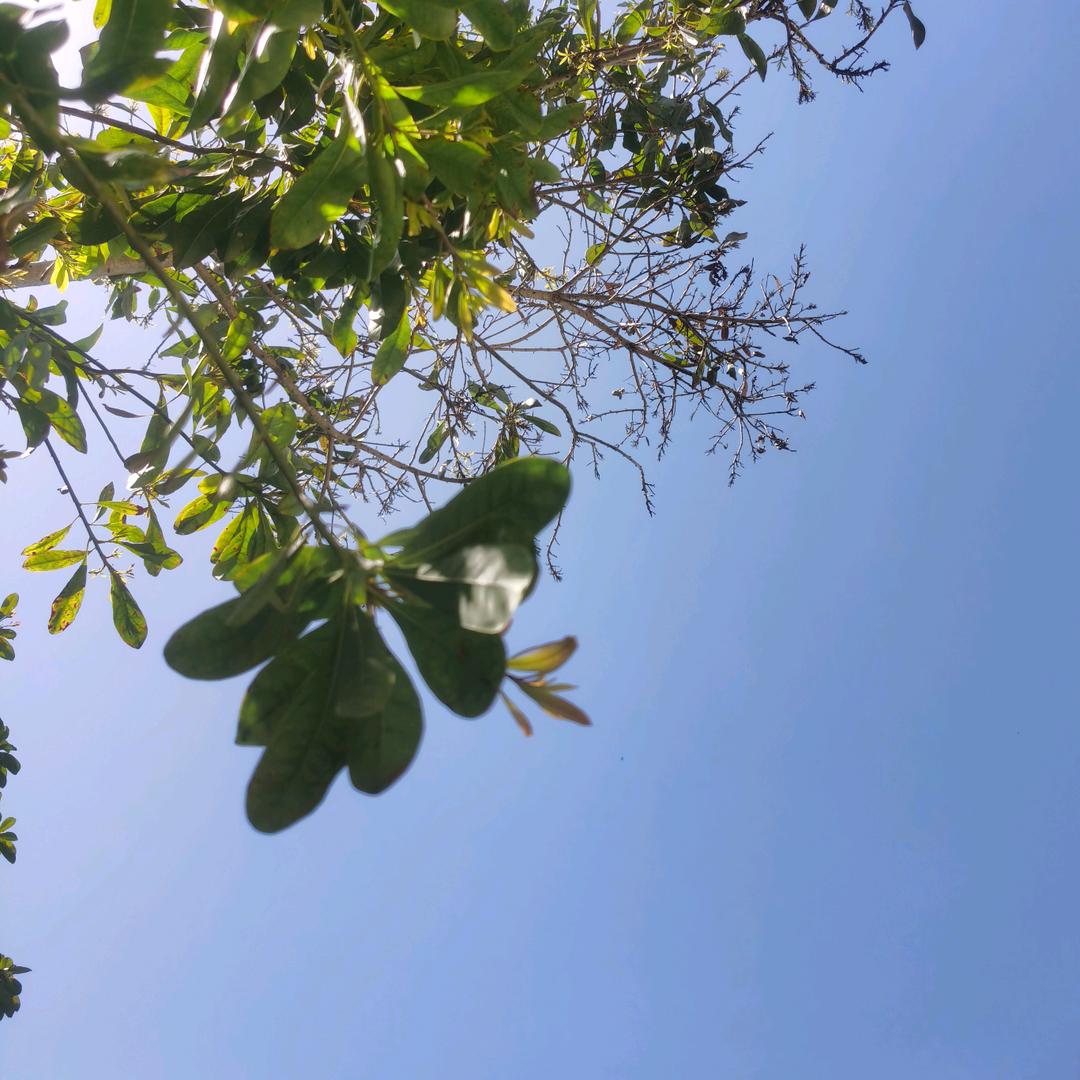 小昌哥