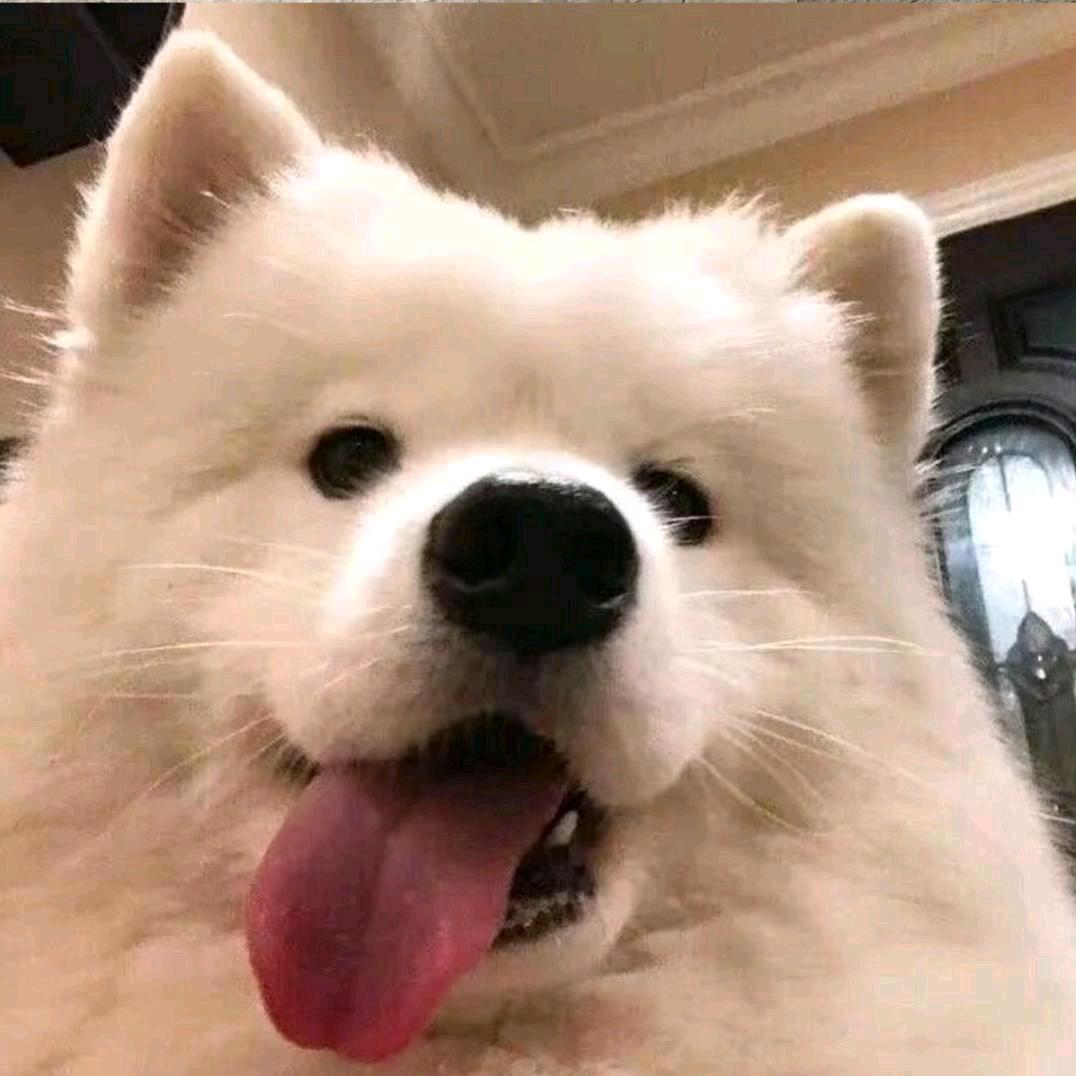 小艳红