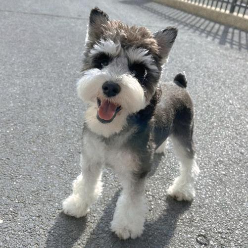 犟老头雪纳瑞
