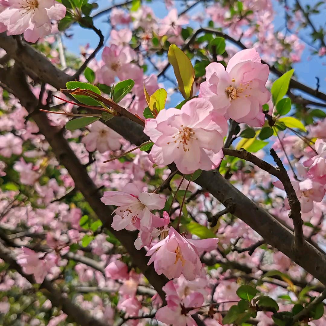 花花厨房好物