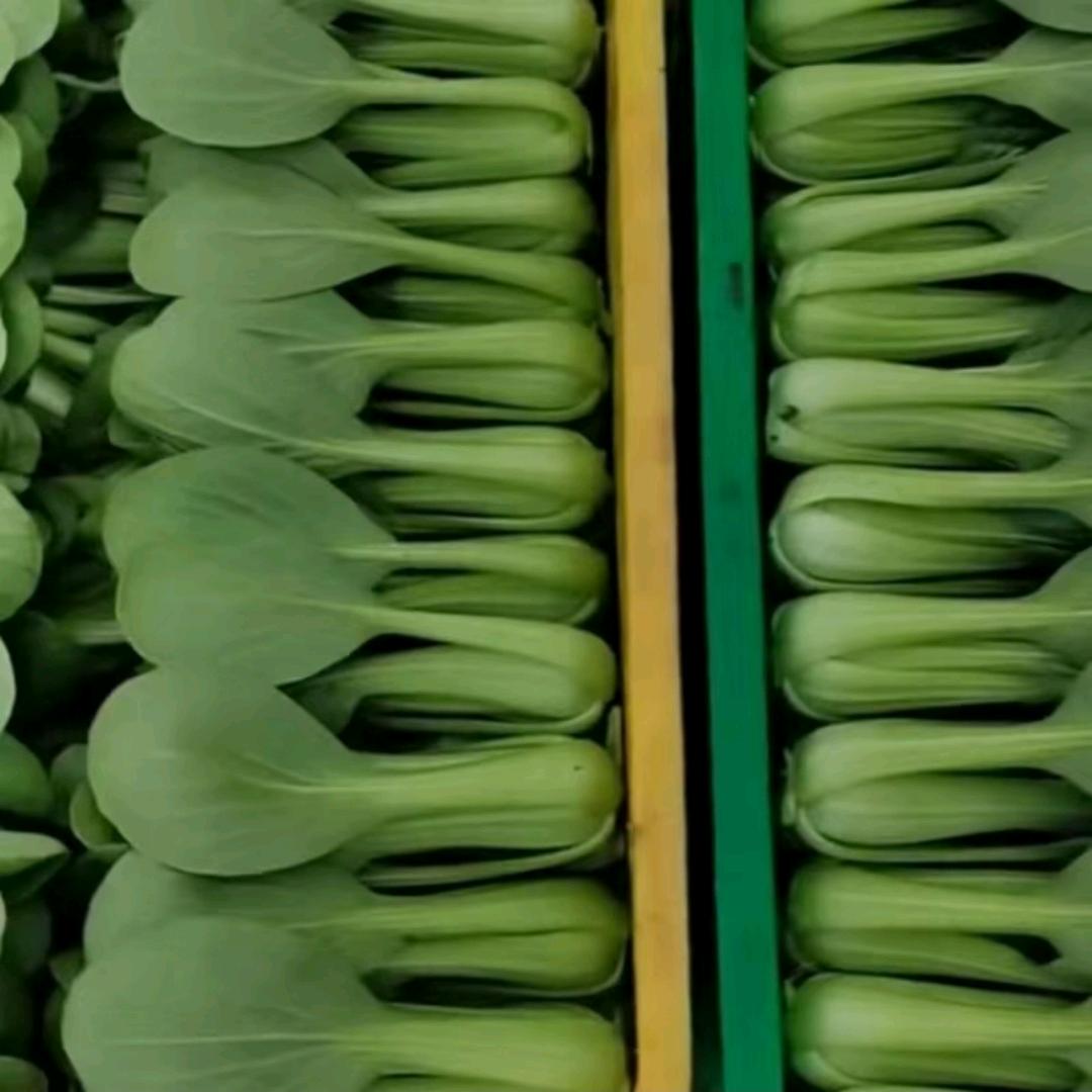 叶子菜大王(李明)1