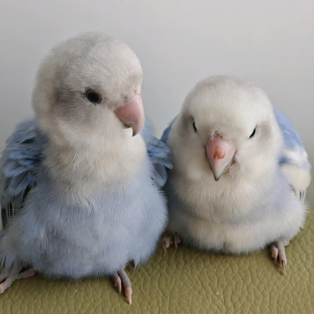 樱蕾（接妆版）