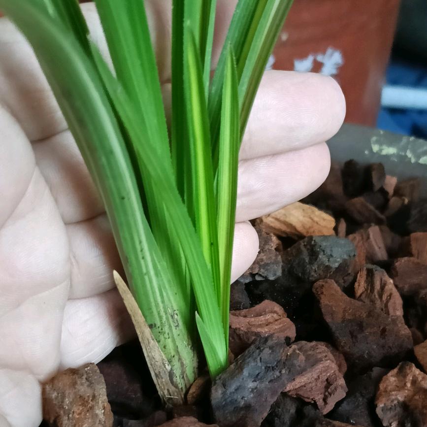 小艾兰友--卫卫