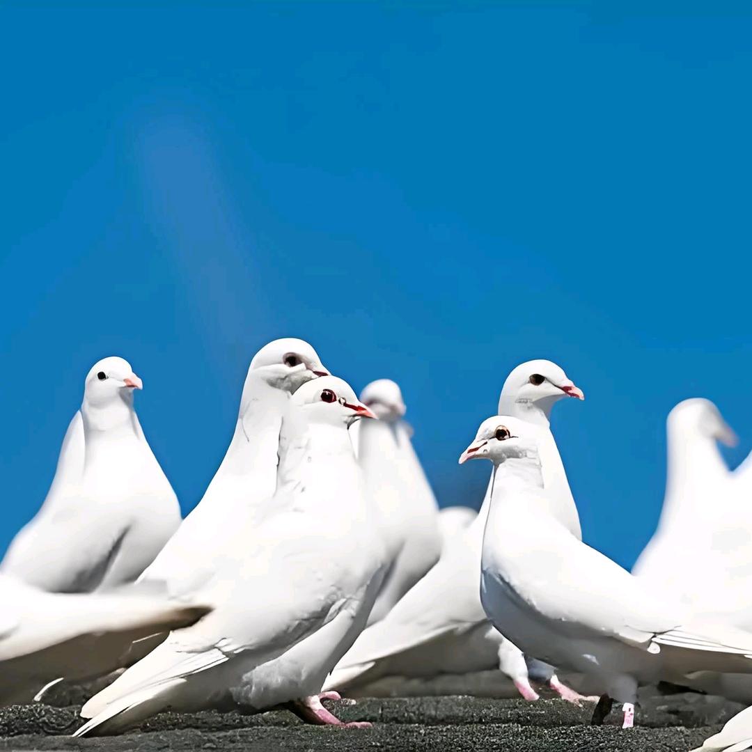 专注鸽子养殖—木木