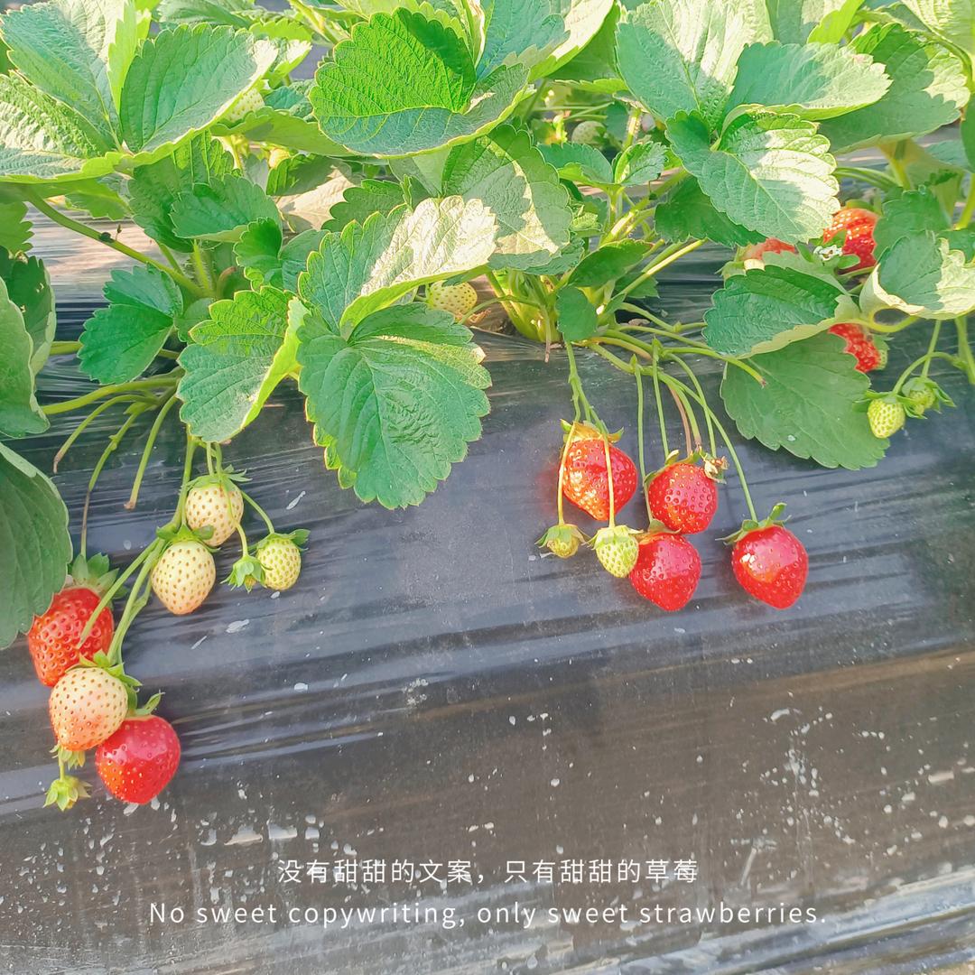 莓天开心🍓🍓