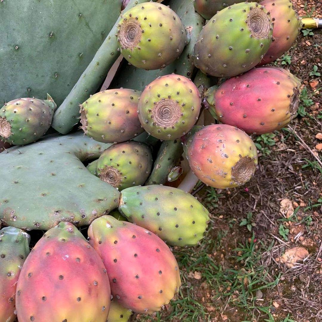诚心实意仙人掌种植园