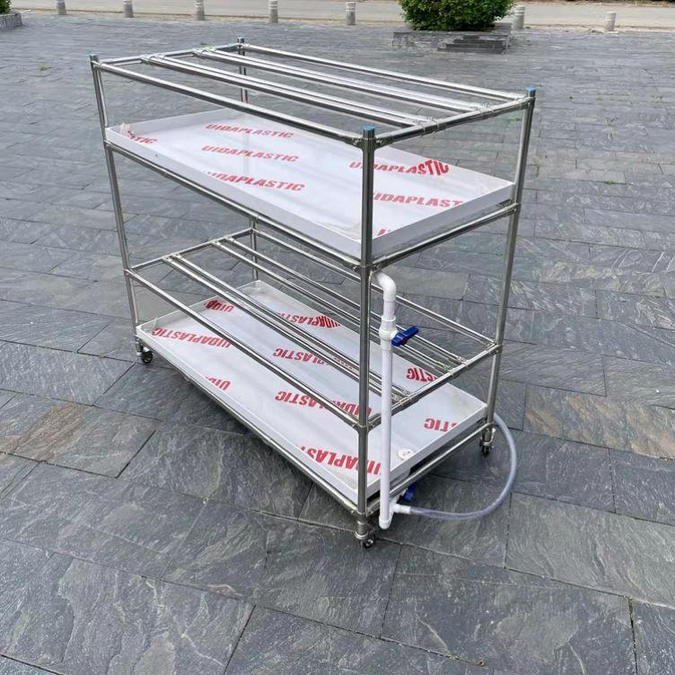 启点兰花君子兰架壹号