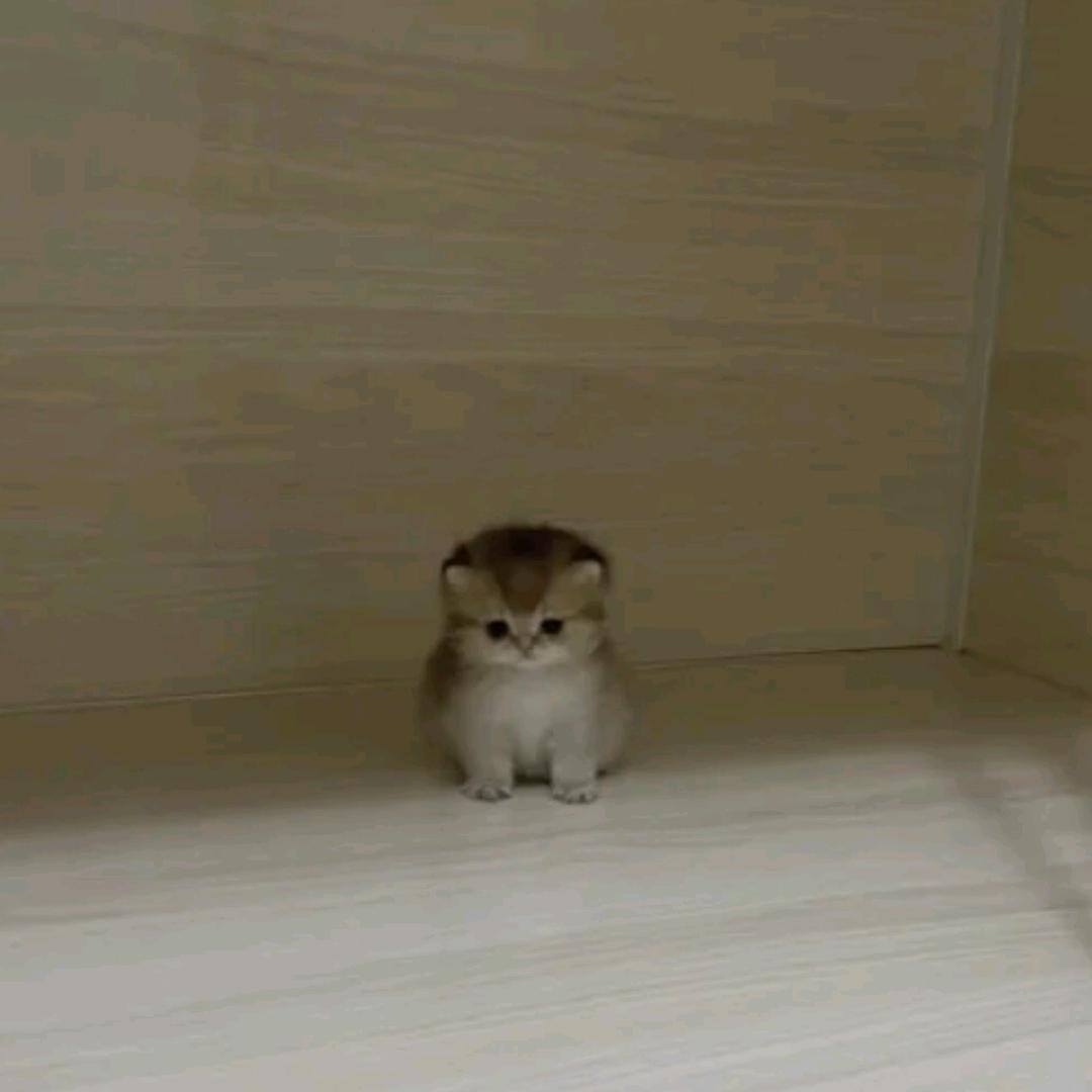 宫潇