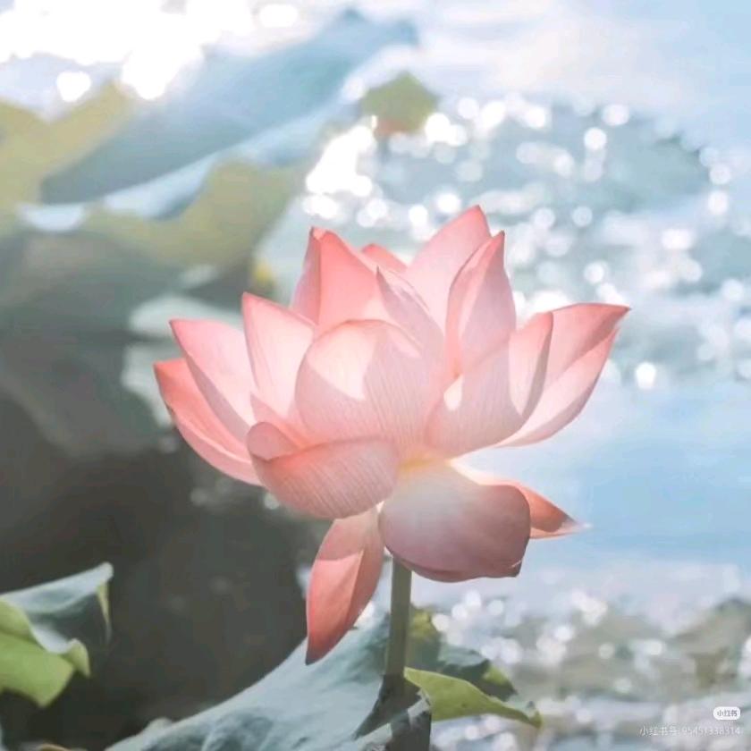 杨杨爱唱歌