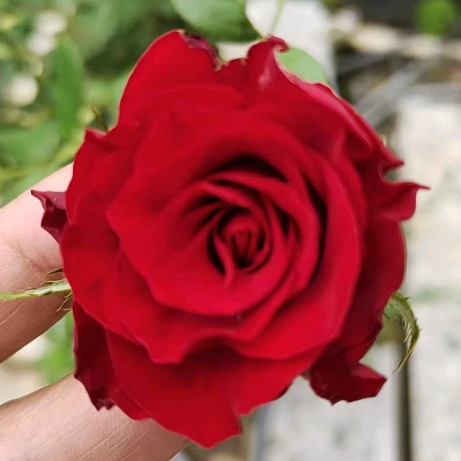 ༊ღ᭄冷暖༊ღ᭄༊自知