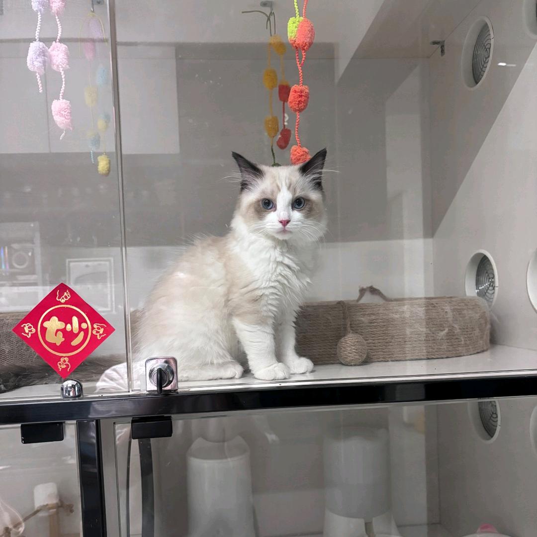 星冰乐の小窝🐱
