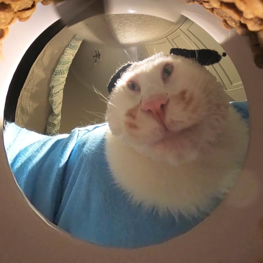猫饼