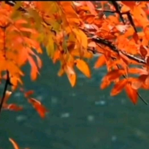 沉默🌸🌻是金♍⁷ ⭐长森源红参⁵¹⁸