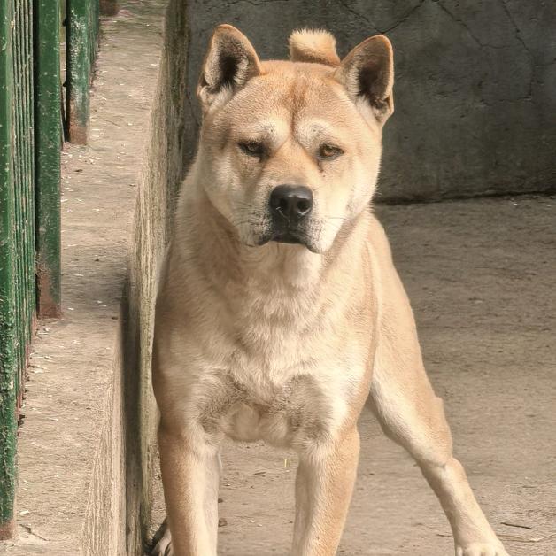 浙江欣磊田园犬