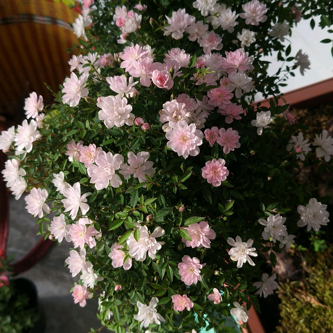 闲时养花