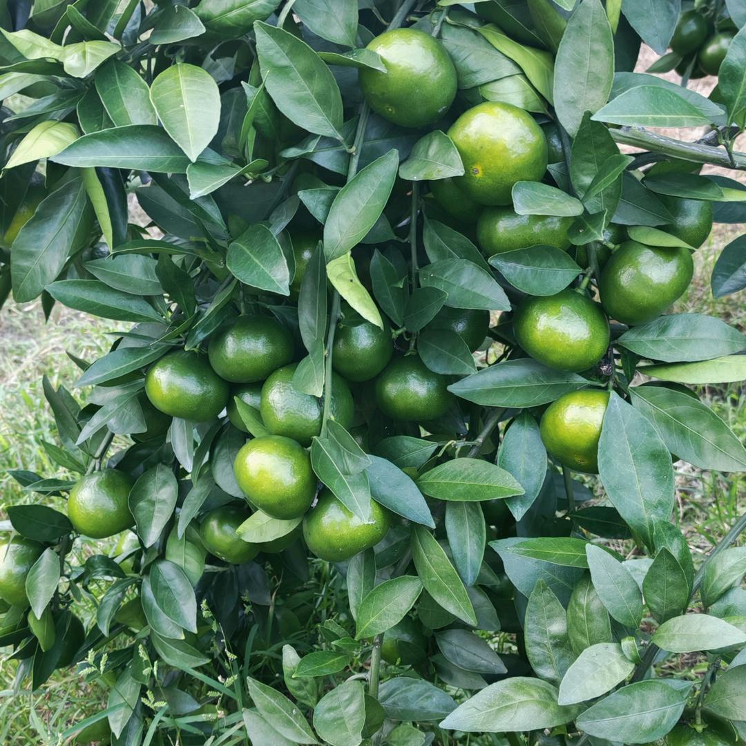 赣南鲜橙果水果