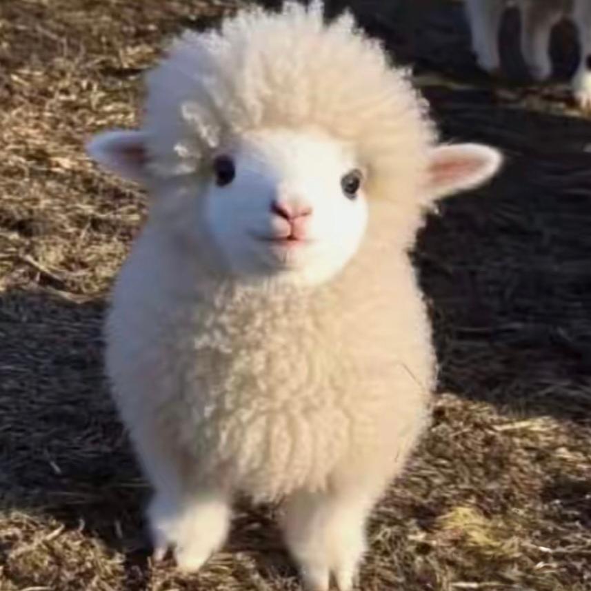 🐑羊咩咩～
