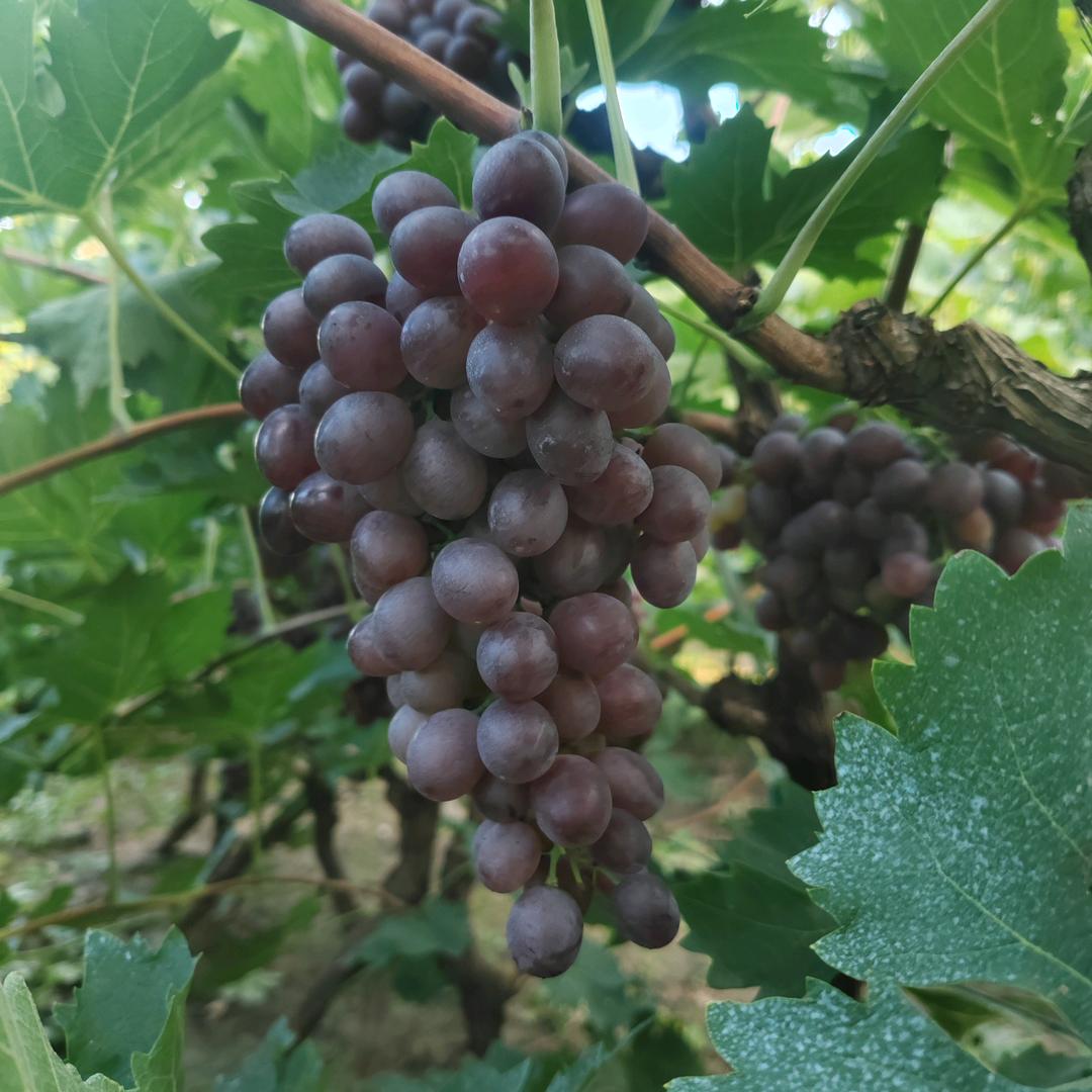 种葡萄的小阿姨🍇