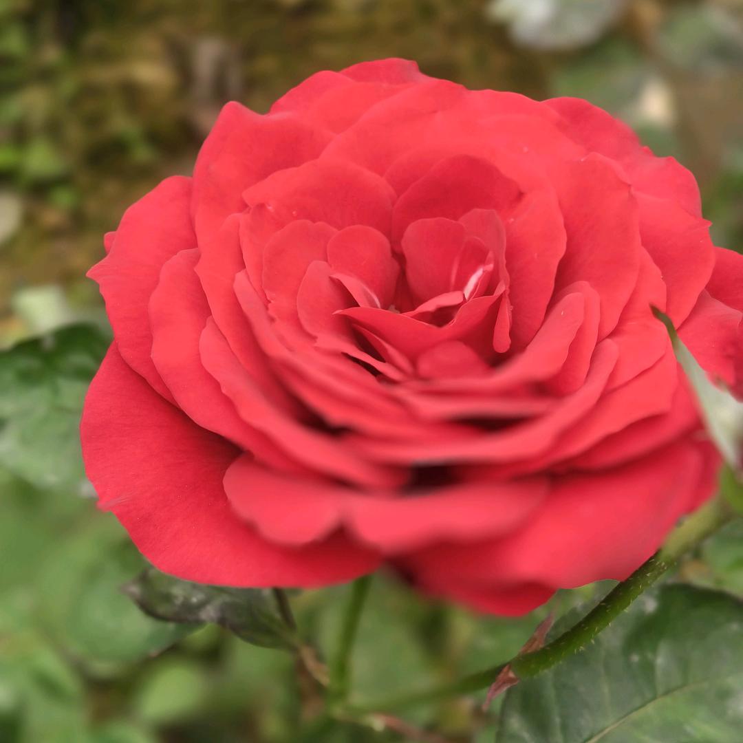 酸甜苦辣是人生