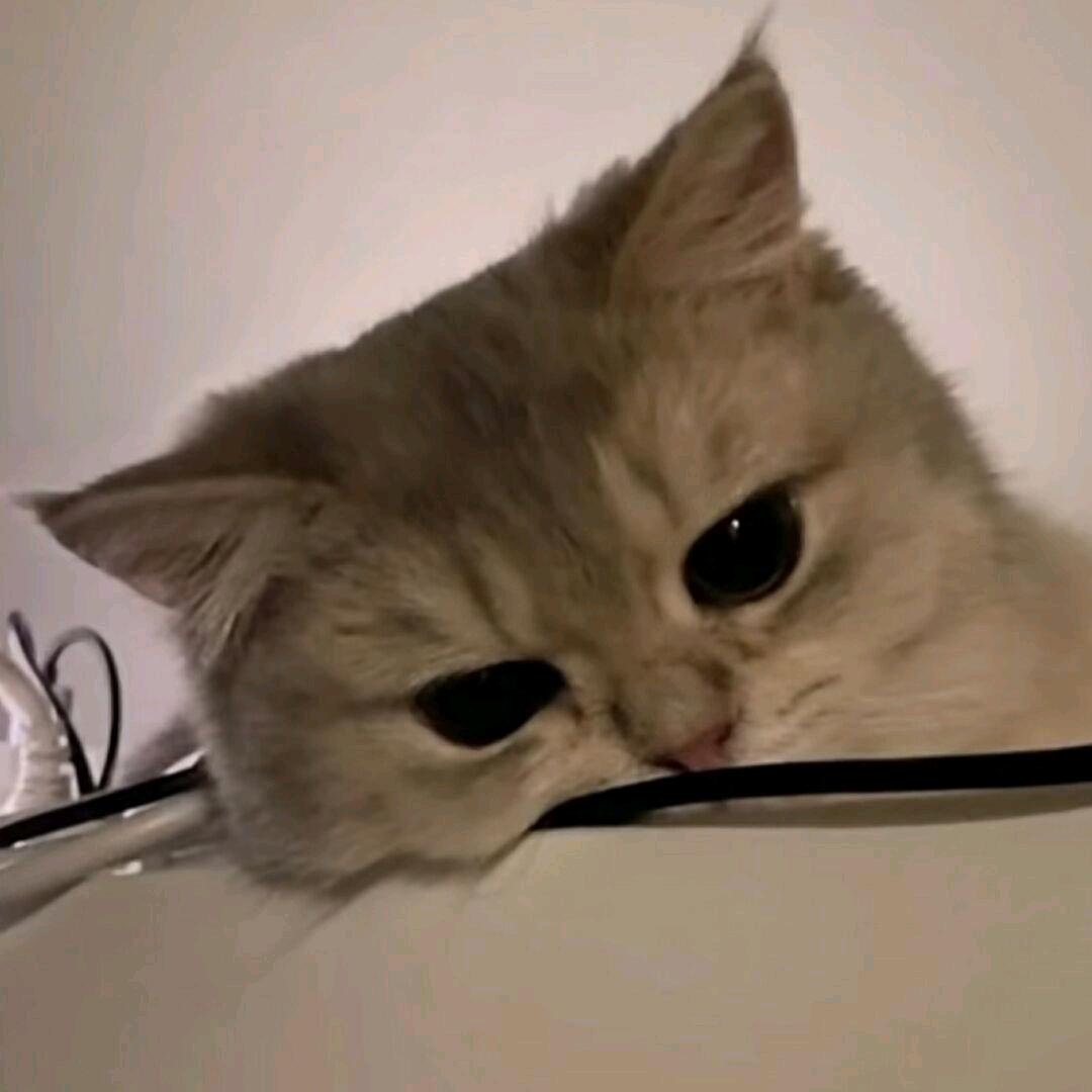 优秀哥