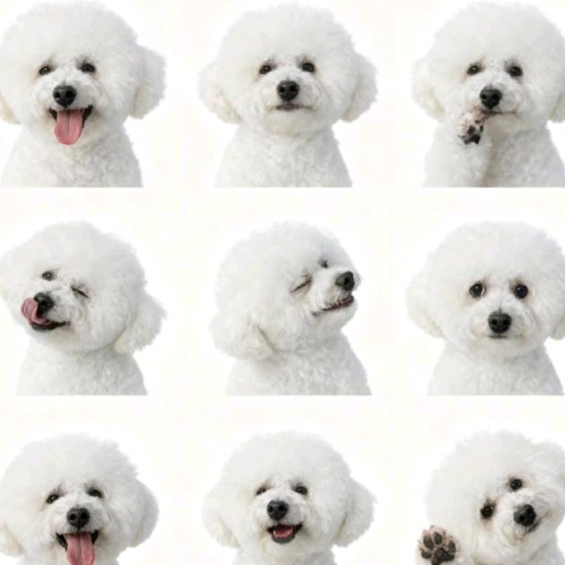 汤圆公主🐶🌼✨