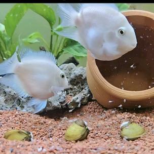 养🐟钓🐟不吃🐟