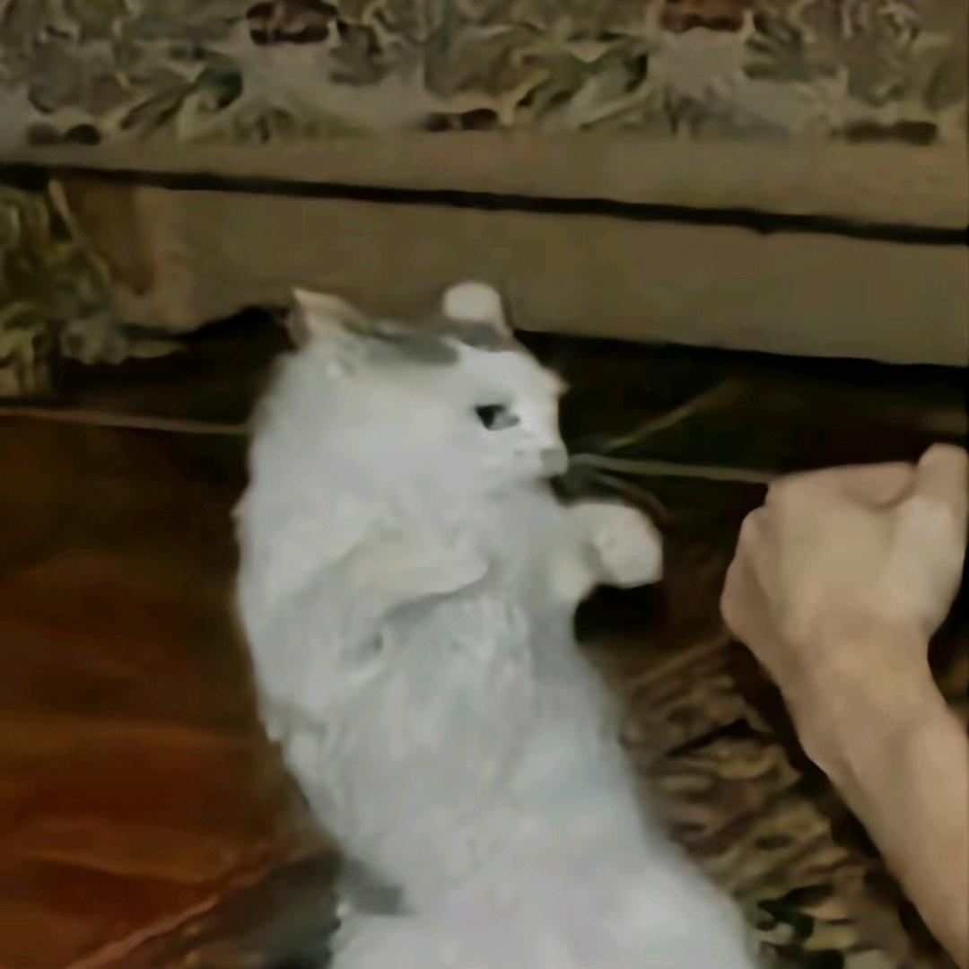 弱智吧吧主