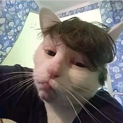 看见我的毕设了吗