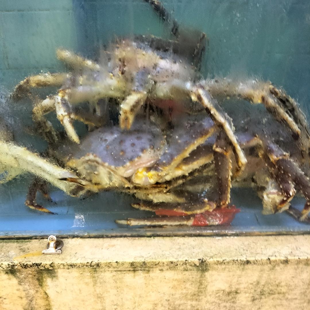 独宠薏蕙