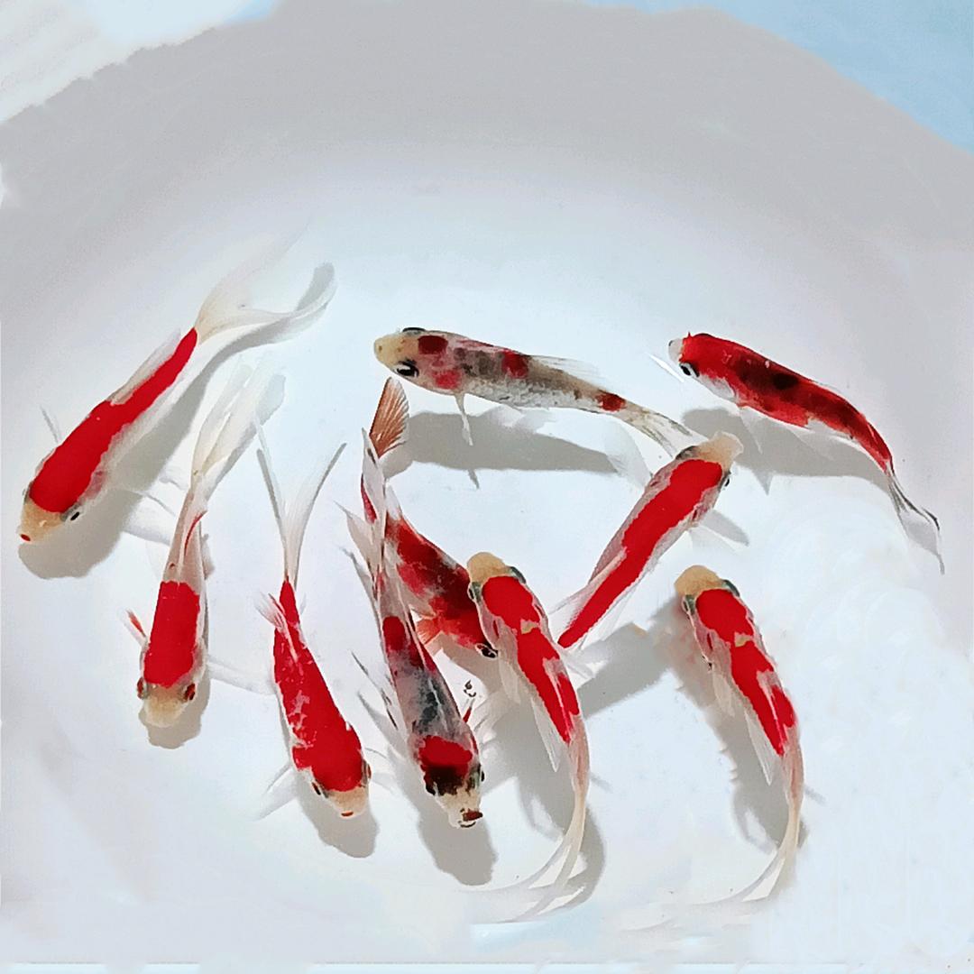 擎天柱水族渔场