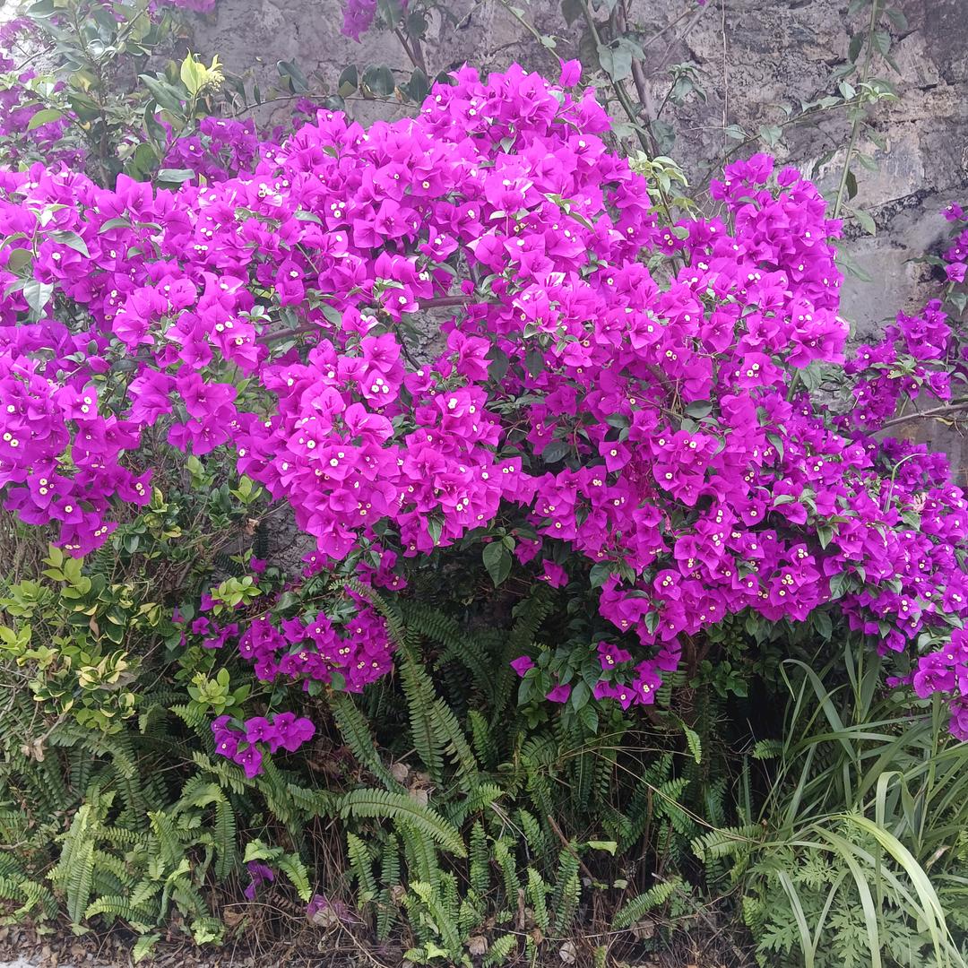 好菇凉败给好闺密