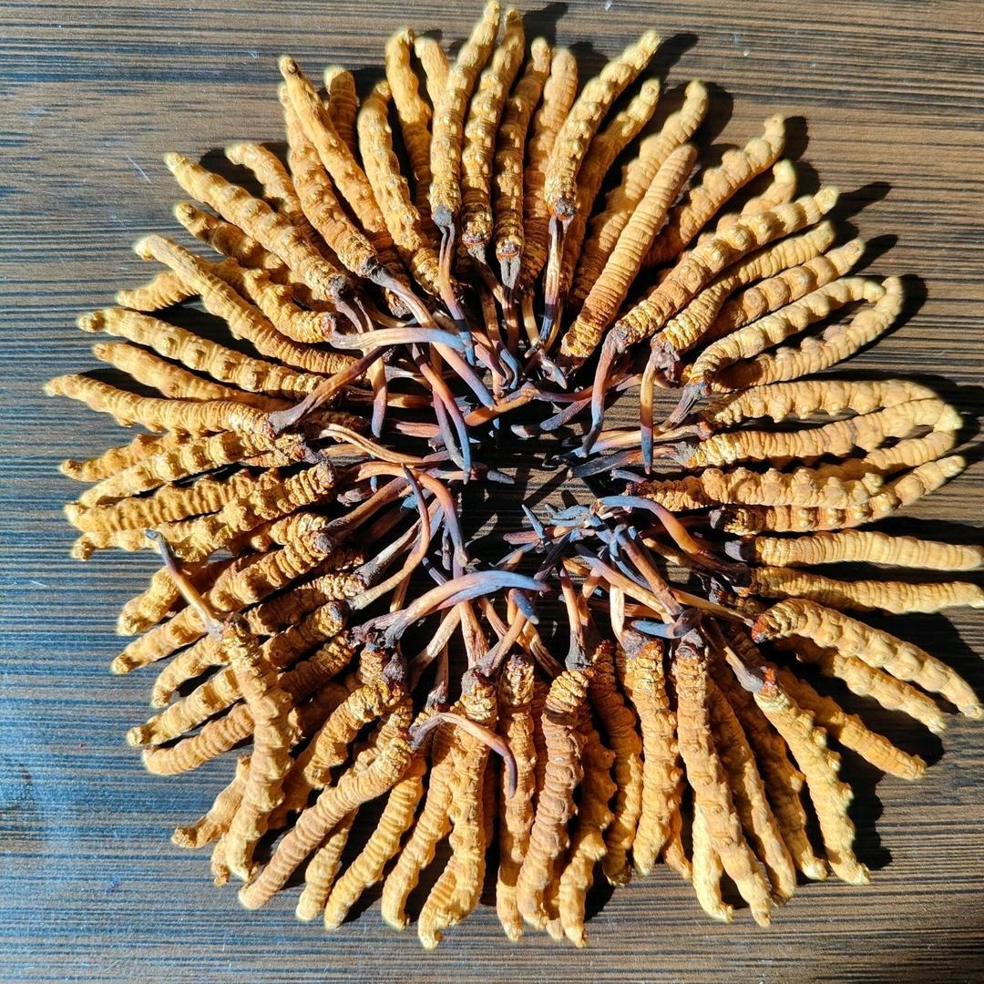 沧州虫草燕窝海参