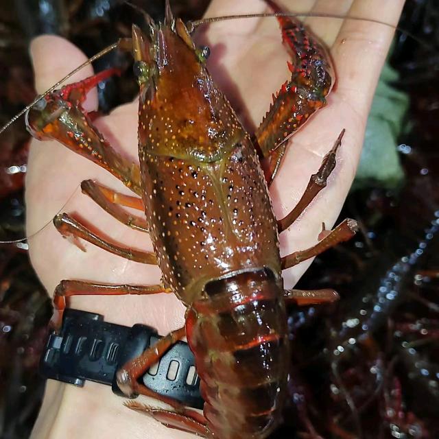 马王堆小龙虾大闸蟹