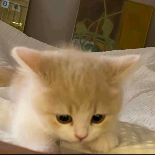 牵连小鸭子