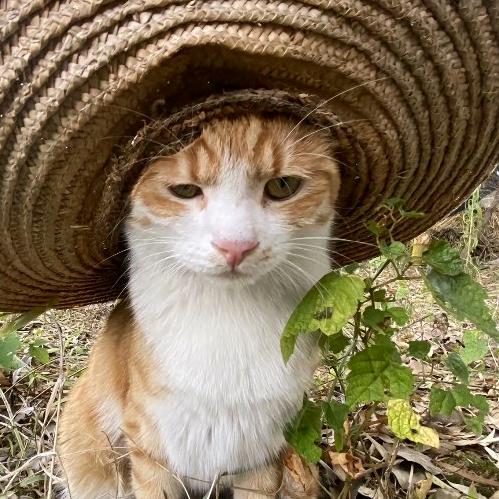 阿晟（自律戒色抗痘版）