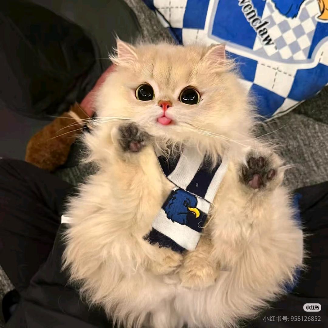 梓禾