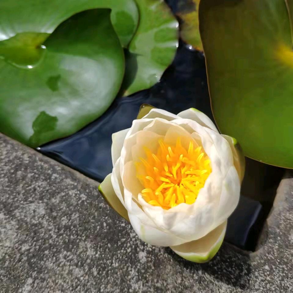 阿书