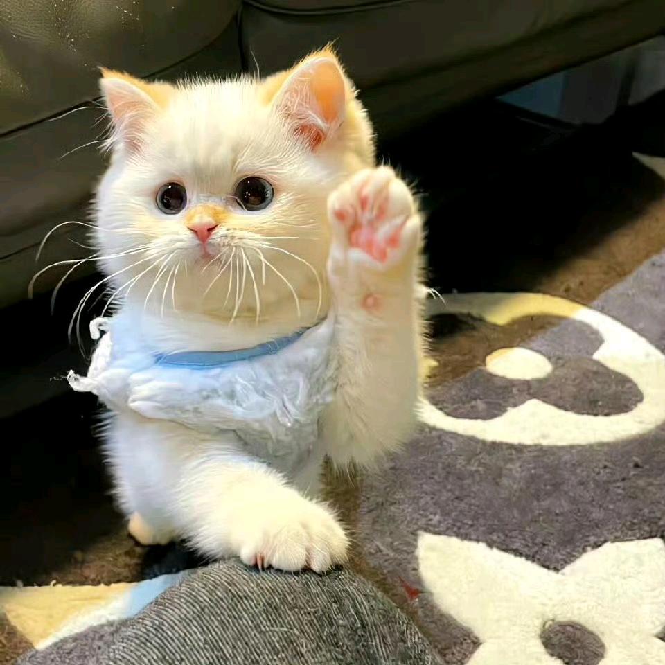 你那里的风声清透