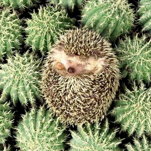 🦔满身都是刺🌵