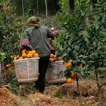 婆婆家赣南脐橙🍊