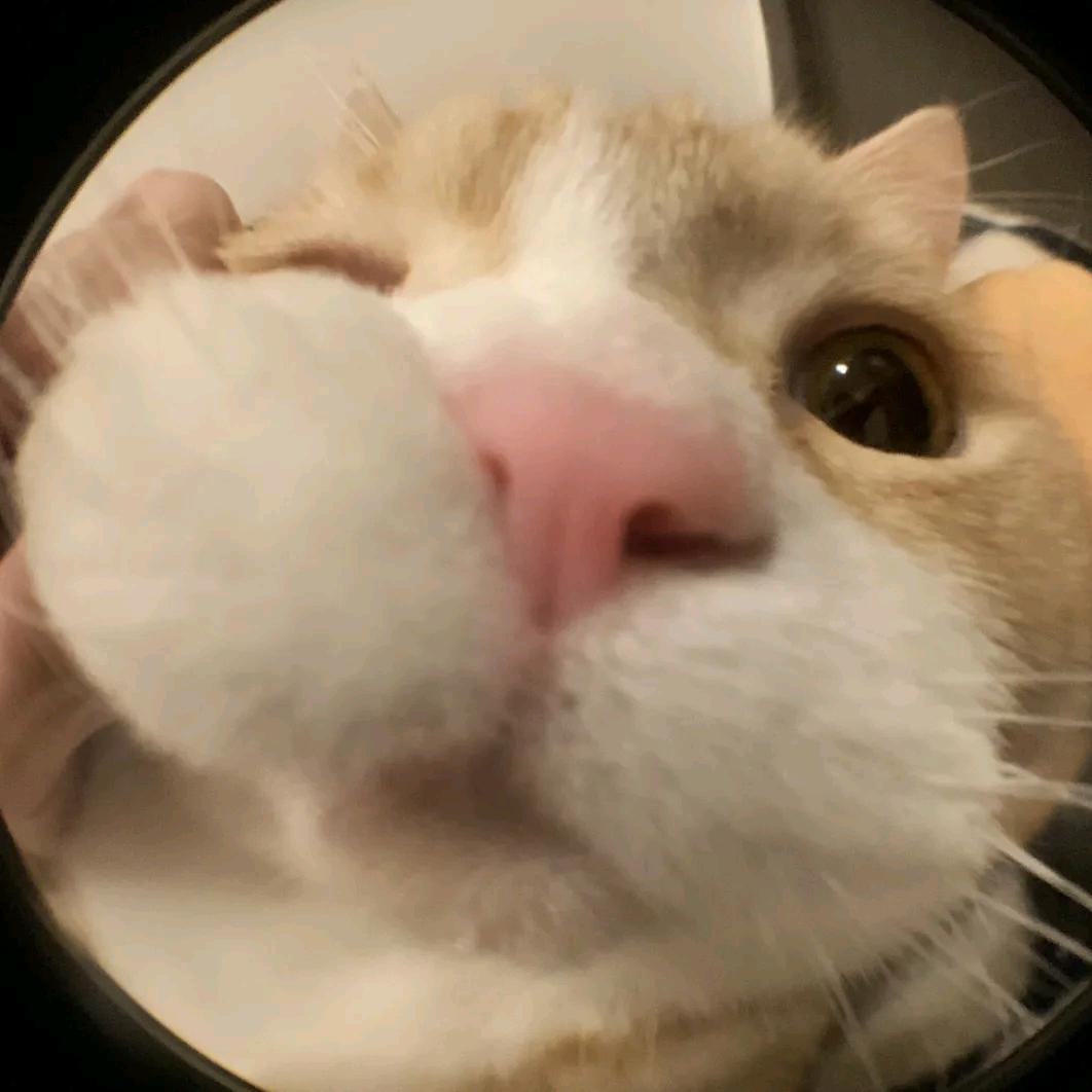 哈基菲