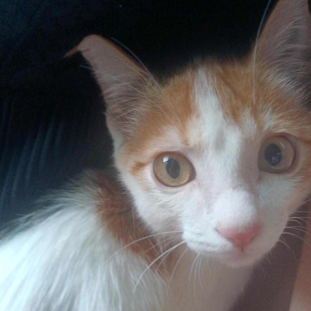 🦩小猫妮cekr😽
