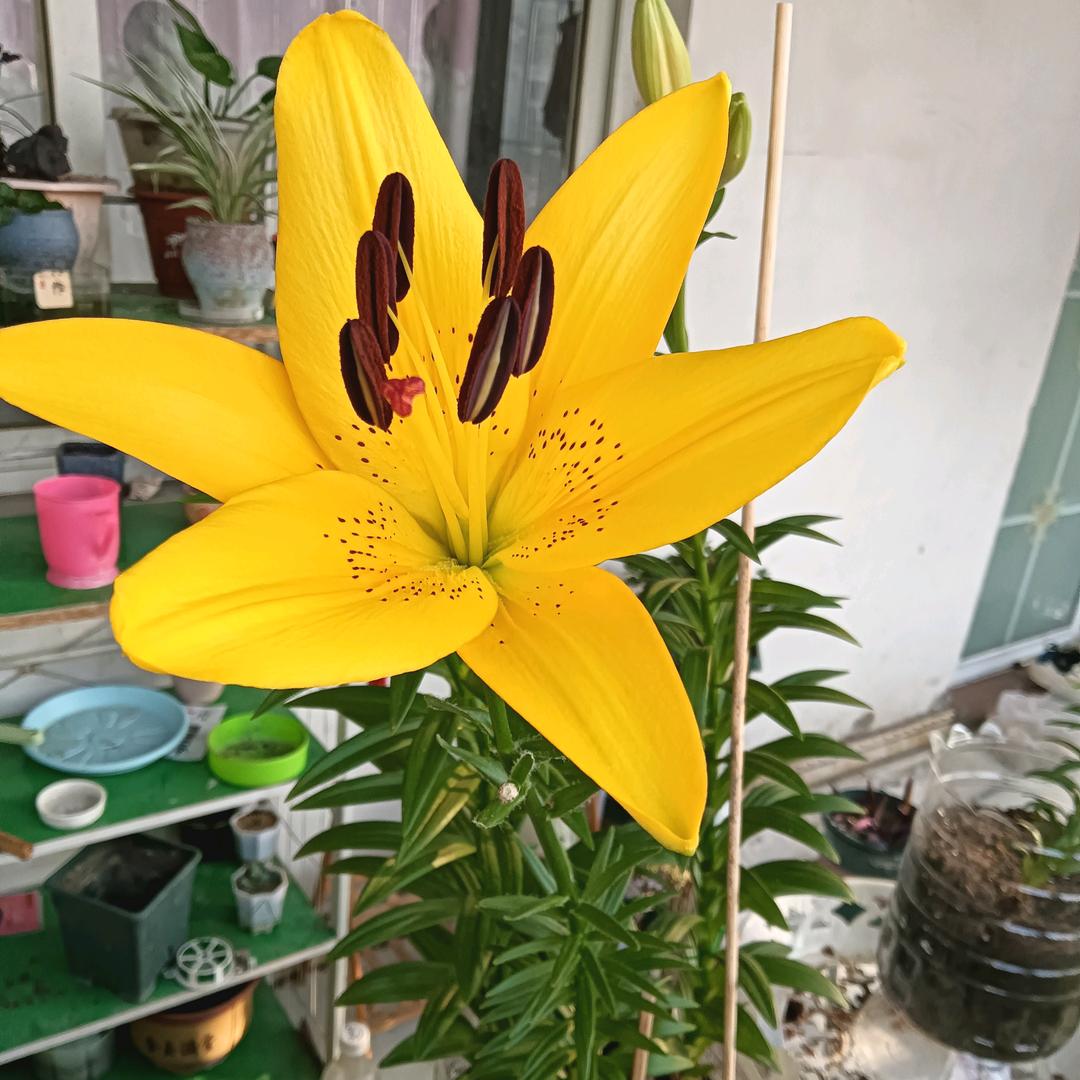 叶子的阳台🍁🍁🍁